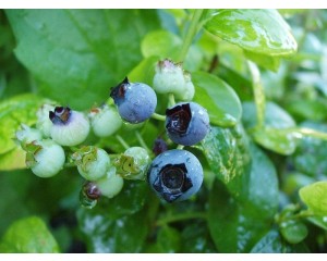 Blueberry, Polaris 