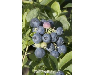 Blueberry, Spartan Northern Highbush - TheTreeFarm.com