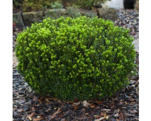 Photo Courtesy of Greenleaf Nursery Company