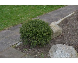 Boxwood, Green Gem