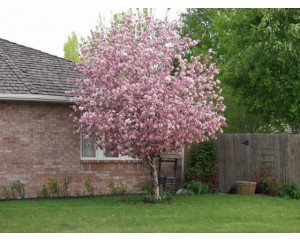 BRANDYWINE CRABAPPLE-Louisville, Coroado ©photo ArborTanics Inc.