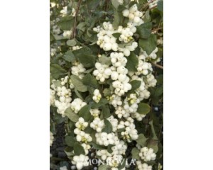 Snowberry, Bright Fantasy™