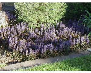 Bronze Beauty Ajuga...©photo ArborTanics Inc.
