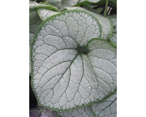 Photo Courtesy of Ball Horticultural Company