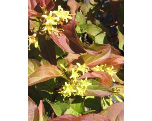 Photo Courtesy of Bron & Son Nursery Co.