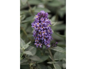 Photo Courtesy of Greenleaf Nursery Company