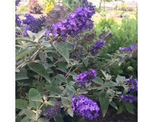 Photo Courtesy of Greenleaf Nursery Company