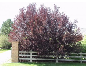 CANADA RED CHERRY -Clump Form ©photo ArborTanics Inc.
