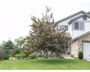 CANADA RED CHERRY- Early Summer  ©photo ArborTanics Inc.