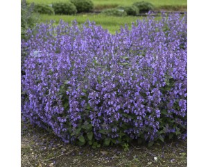 Photo Courtesy of Walter's Gardens, Inc.