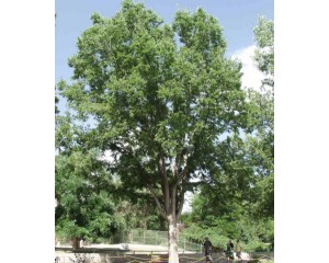 Hackberry ©photo ArborTanics Inc.