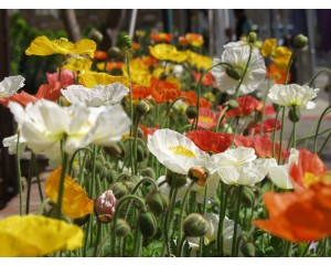 Champagne Bubbles Iceland Poppy...copywrite ArborTanics Inc.