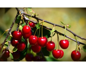Sour Pie Cherry-Generic