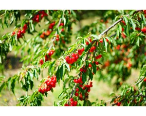 Sour Pie Cherry-Generic
