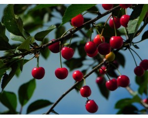 Cherry, Cutie Pie/Bush