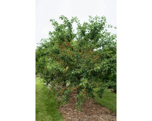 Photo Courtesy of Bailey Nurseries Inc.