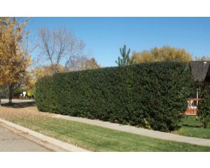 Cheyenne Privet Hedge ©photo ArborTanics Inc.