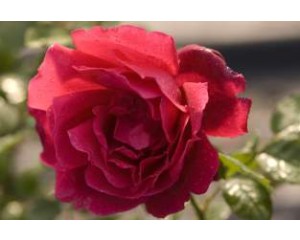 Rose, Chrysler Imperial