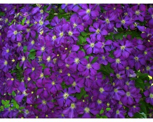 Clematis, Jackman Superba 