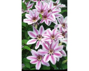 Photo Courtesy of Ball Horticultural Company