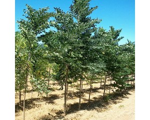 Photo Courtesy of McKay Nursery Company