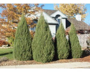 Cologreen Juniper ©photo ArborTanics Inc.