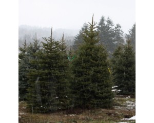 Colorado Green Spruce