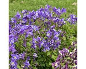 Photo Courtesy of Walter's Gardens Inc.