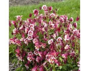 Photo Courtesy of Walter's Gardens, Inc.