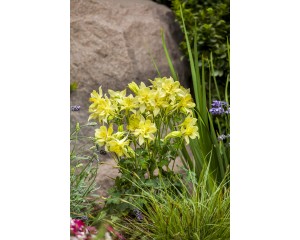 Photo Courtesy of Syngenta Flowers