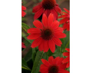 Photo Courtesy of Ball Horticultural Company