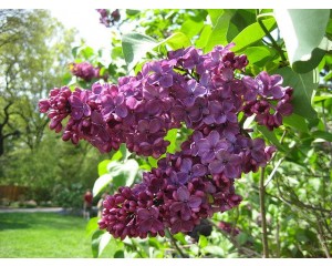 Lilac, Congo 