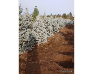 Spruce, Colorado 'Continental'