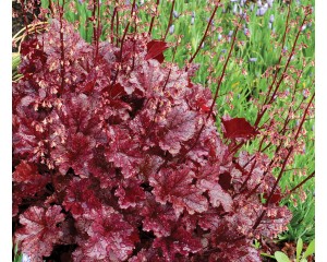 Photo Courtesy of TERRA NOVA® Nurseries, Inc.
