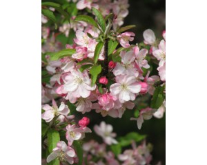 Coralburst Flowering Crabapple -Spring