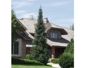 Corkbark Fir...©photo ArborTanics Inc.