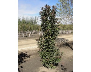 Photo Courtesy of Bylands Nurseries Ltd.