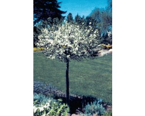 Photo Courtesy of Bailey Nurseries Inc.