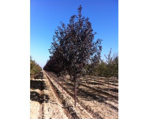 Photo Courtesy of Clayton Tree Farm LLC.