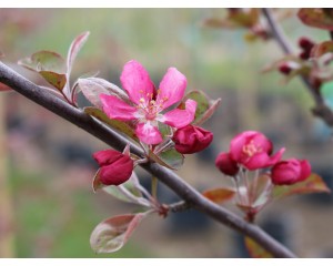 Photo Courtesy of Blue Heron Farm