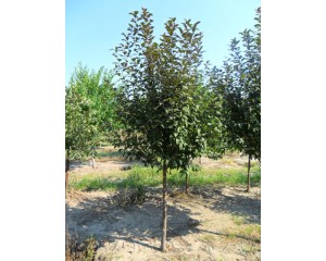 Photo Courtesy of Schwope Bros. Tree Farms