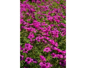 Cranesbill, Tiny Monster (Hardy Geranium)