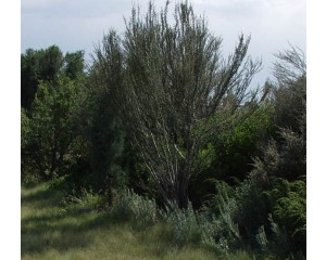 Curl Leaf Mountain Mahogany...©photo ArborTanics Inc.