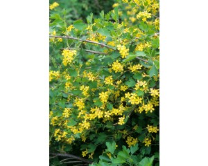 Photo Courtesy of Bailey Nurseries Inc.