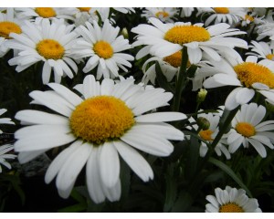 Silver Princess Shasta Daisy© photo ArborTanics Inc