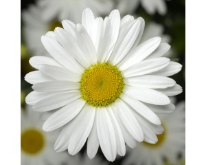 Photo Courtesy of Syngenta Flowers