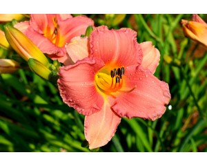 Daylily, Sirocco 