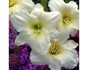 Photo Courtesy of Walter's Gardens, Inc.
