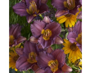 Photo Courtesy of Walter's Gardens, Inc.