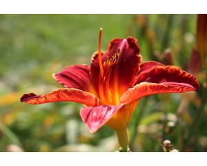 Daylily, Mallard 